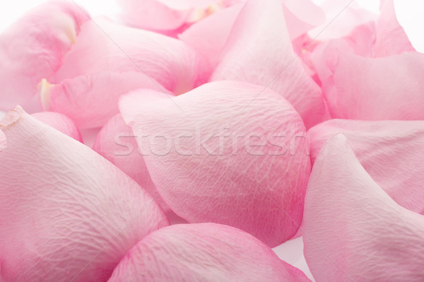 Szirmok rózsa rózsaszirmok izolált fehér virág Stock fotó © gitusik
