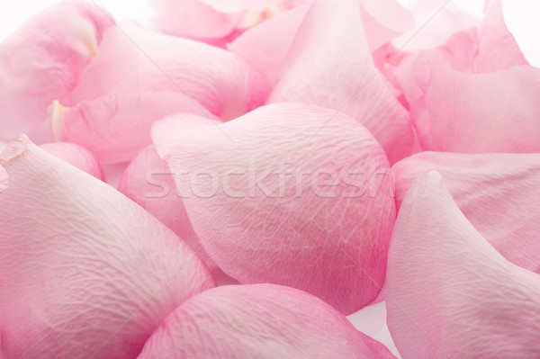 Foto stock: Pétalos · aumentó · aislado · blanco · flor