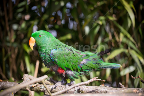 Parrot portrait of bird. Wildlife scene from tropic nature. Stock photo © gitusik