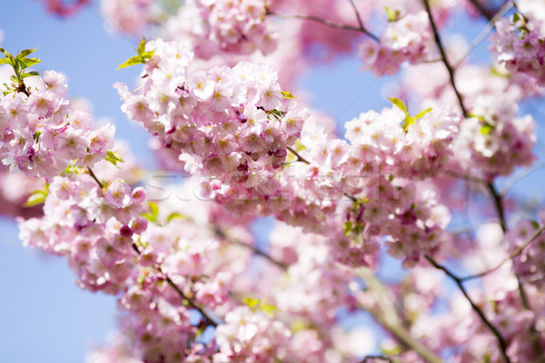 Sakura albero ciliegio giardino fiorire primavera Foto d'archivio © gitusik