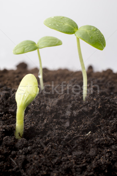 Semillas crecido jóvenes plántulas primavera hoja Foto stock © gitusik