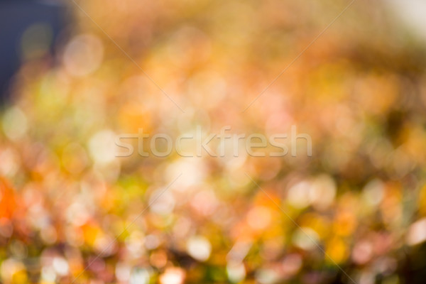 Autumn bokeh. Stock photo © gitusik