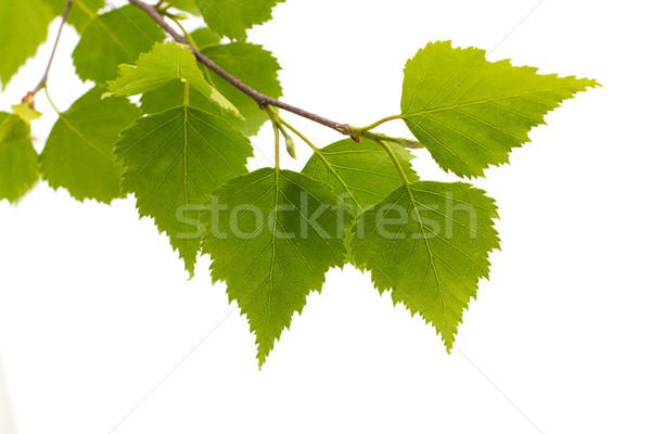 Foto stock: Bétula · folhas · árvore · isolado · branco · jardim