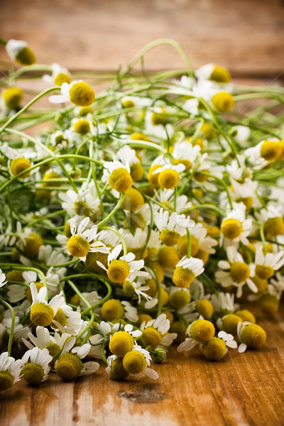 Chamomile. Stock photo © gitusik