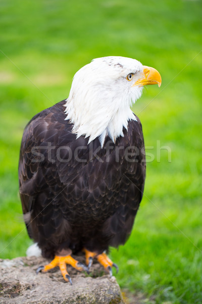 Portrait of a bald eagle on grass. Stock photo © gitusik