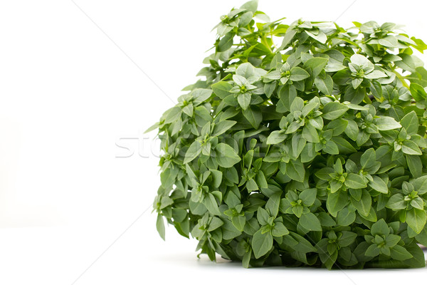 Basilic isolé blanche vert légumes manger Photo stock © gitusik