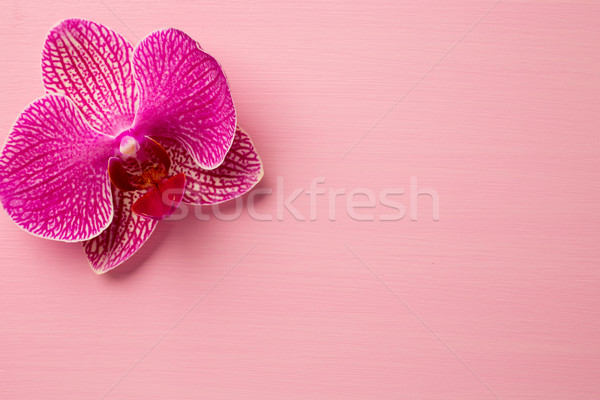 Spa orkide pembe çiçek pastel renkler Stok fotoğraf © gitusik