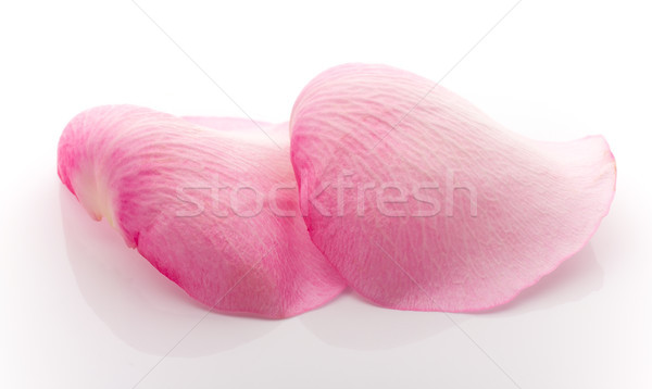 Foto d'archivio: Petali · rosa · petali · di · rosa · isolato · bianco · fiore