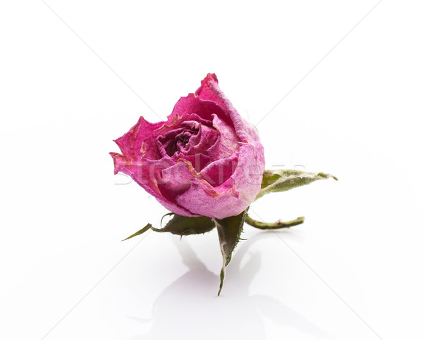 Secado aumentó secar flor rosa aislado blanco Foto stock © gitusik