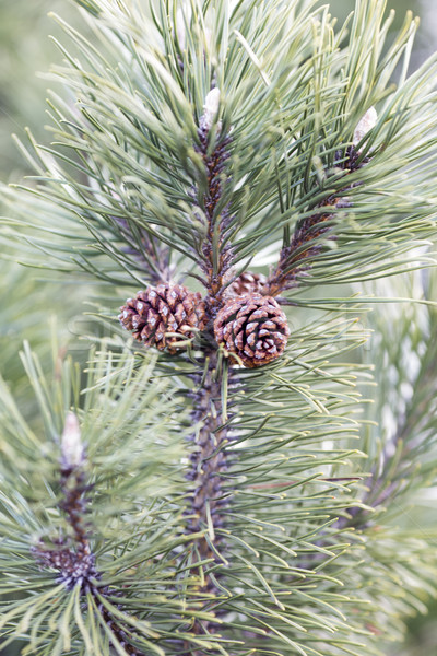 Coniferous tree branch with cones. Stock photo © gitusik