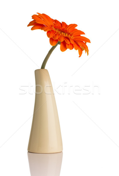 Gerbera. Stock photo © gitusik