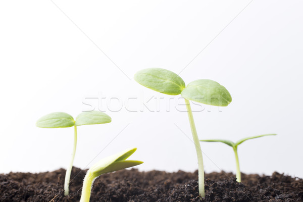 Tohumları büyümüş genç fidan bahar yaprak Stok fotoğraf © gitusik