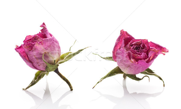 Secas rosa secar flor-de-rosa isolado branco Foto stock © gitusik