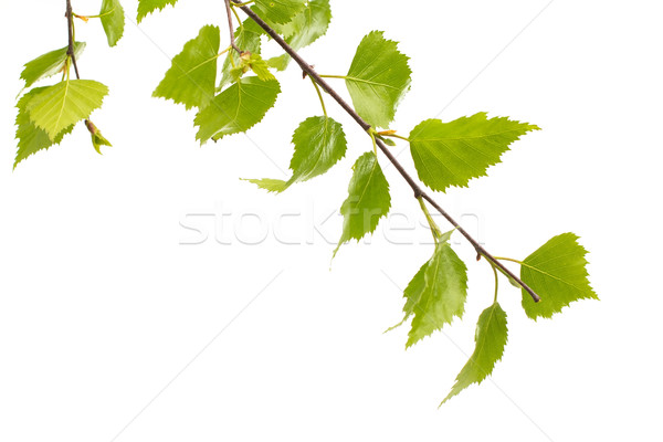 Mesteacan frunze copac izolat alb fundal Imagine de stoc © gitusik