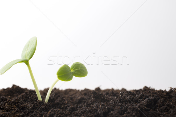 Stok fotoğraf: Tohumları · büyümüş · genç · fidan · bahar · yaprak