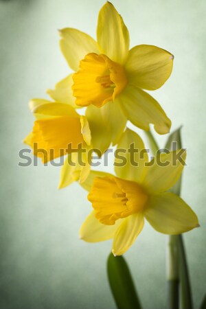 Narcisos amarillo Pascua tarjeta de felicitación flor Foto stock © gitusik