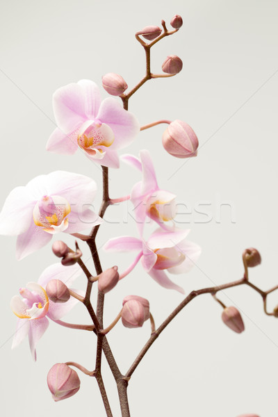 Orkide pembe çiçekler arka plan güzellik bitki Stok fotoğraf © gitusik