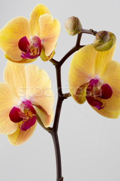 Geel orchidee bloem houten achtergrond schoonheid Stockfoto © gitusik