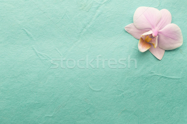 Pink orchid. Stock photo © gitusik