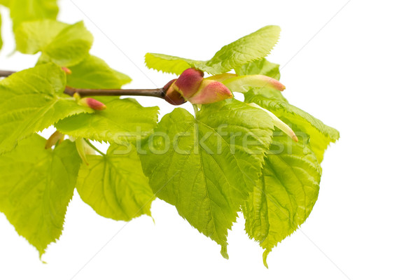 Lime leaves of the tree. Stock photo © gitusik