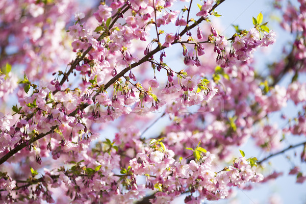 Sakura Baum Kirsche Garten blühen Frühling Stock foto © gitusik
