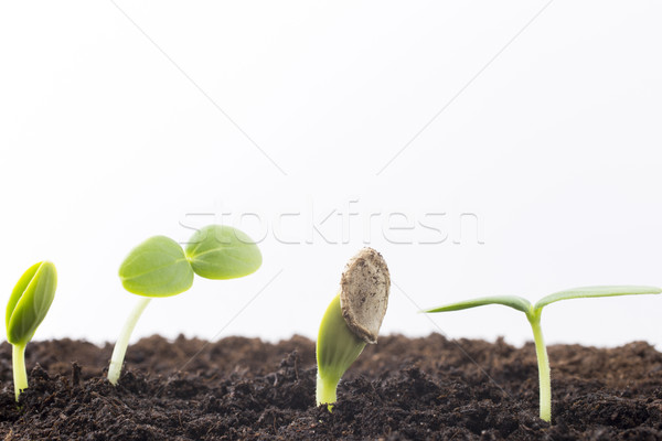 [[stock_photo]]: Semences · augmenté · jeunes · semis · printemps · feuille