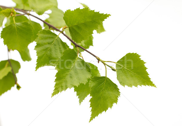 Birch leaves of the tree. Stock photo © gitusik