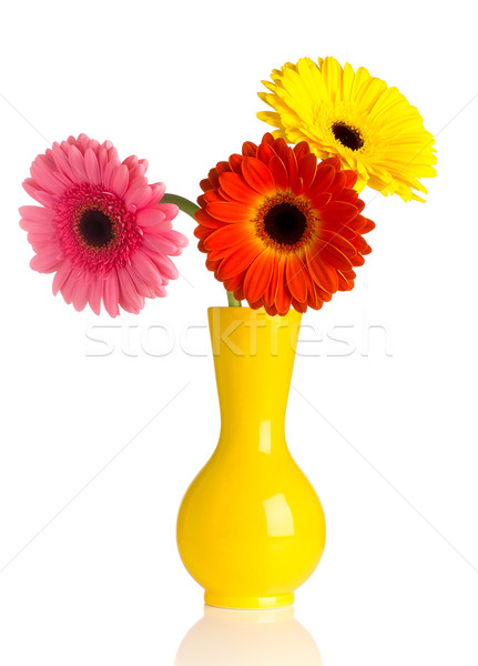 Gerbera. Stock photo © gitusik