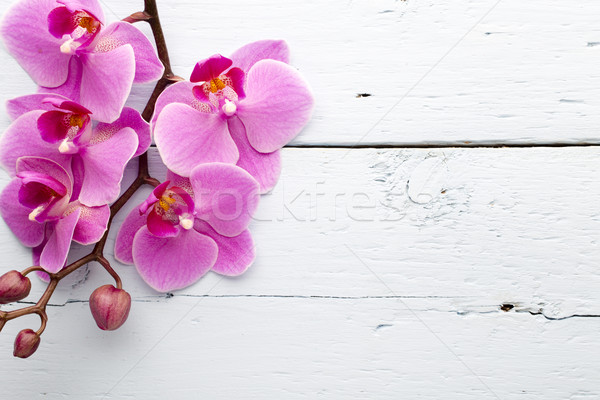 Stockfoto: Roze · orchidee · bloem · wenskaart · achtergrond · schoonheid