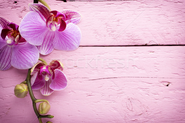 Orhidee Floare Flori Fundal Frumuseţe Imagine De Stoc