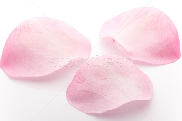 商業照片: 花瓣 · 玫瑰 · 玫瑰花瓣 · 孤立 · 白 · 花