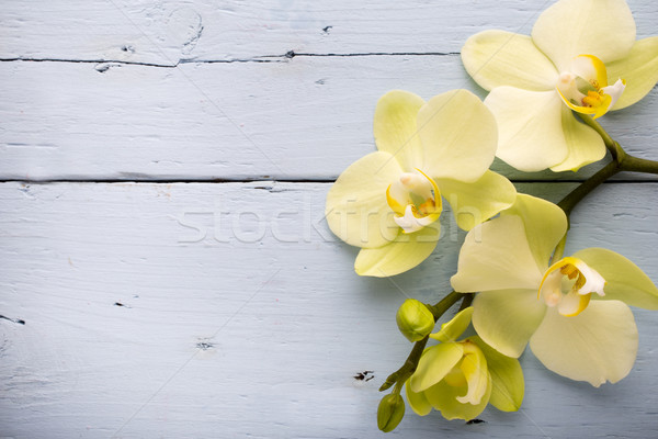 Stock foto: Orchidee · Blume · Holz · Hintergrund · Schönheit · spa