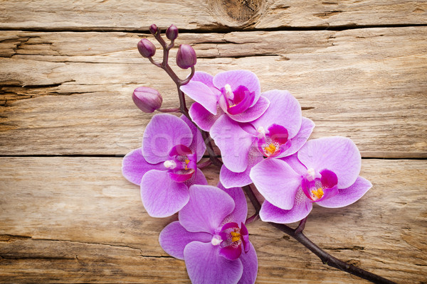 Pembe orkide çiçek tebrik kartı arka plan güzellik Stok fotoğraf © gitusik