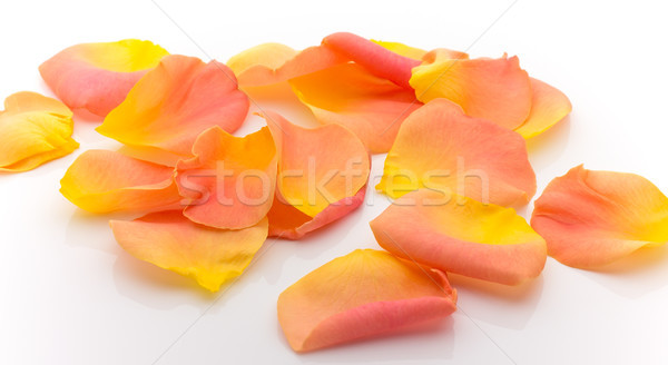 Szirmok rózsa rózsaszirmok izolált fehér virág Stock fotó © gitusik