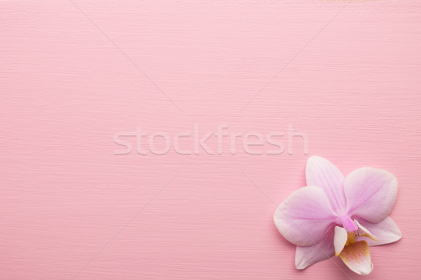 Pink orchid. Stock photo © gitusik