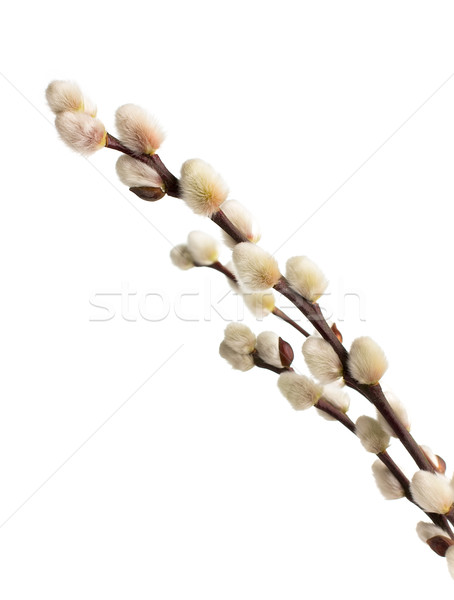 Groot zachte Pasen geïsoleerd witte silhouet Stockfoto © gitusik