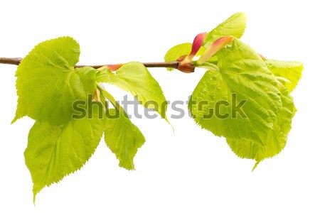 Lime leaves of the tree. Stock photo © gitusik