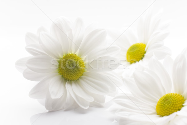 Foto d'archivio: Bianco · crisantemo · isolato · sfondi · bianchi · fiore · fiori