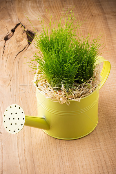 Locsolókanna zöld fű tavasz természet háttér zöld Stock fotó © gitusik