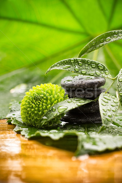 Spa-Behandlung spa Steine grüne Blätter Blume tropischen Stock foto © gitusik