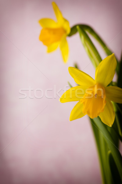Zdjęcia stock: żonkile · żółty · kolorowy · Wielkanoc · kartkę · z · życzeniami · kwiat