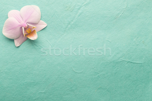 Pink orchid. Stock photo © gitusik
