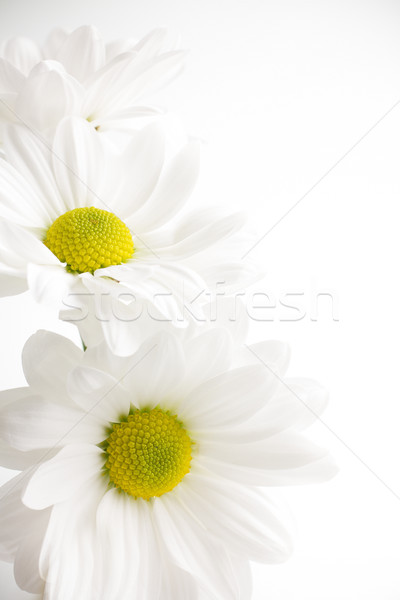 Biały chryzantema odizolowany bieli tła kwiat kwiaty Zdjęcia stock © gitusik