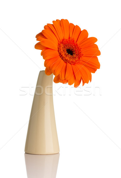 Gerbera. Stock photo © gitusik