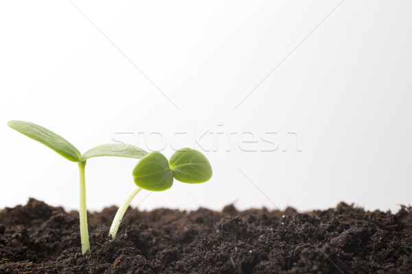 From seeds grown young seedlings. Stock photo © gitusik