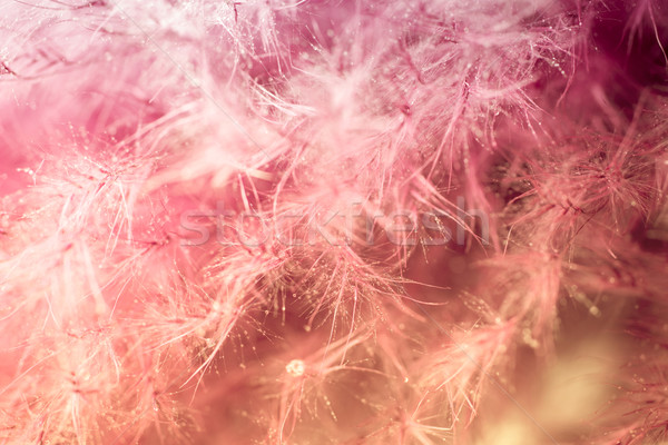 Purple feather abstract background. Studio macro shoot. Stock photo © gitusik