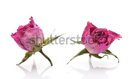 Secado aumentó secar flor rosa aislado blanco Foto stock © gitusik