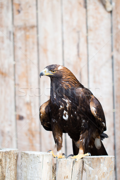 Foto stock: Espanhol · Águia · caça · olho · cara · pássaro