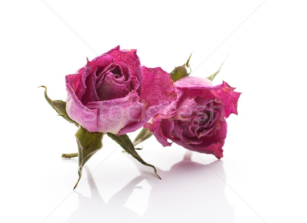 Secas rosa secar flor-de-rosa isolado branco Foto stock © gitusik