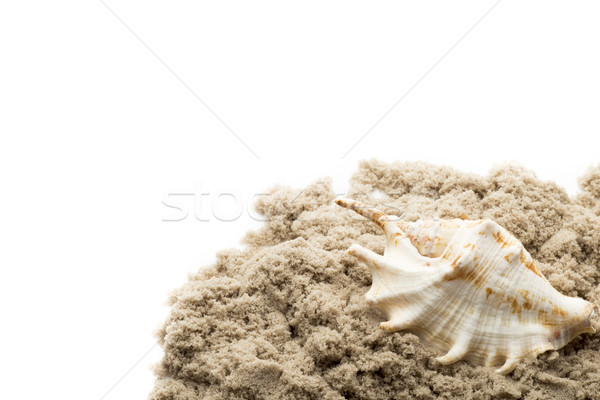  Scallop isolated on the white background. Stock photo © gitusik